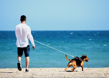 Pet Friendly