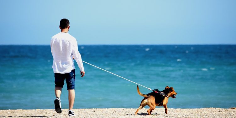 Pet Friendly