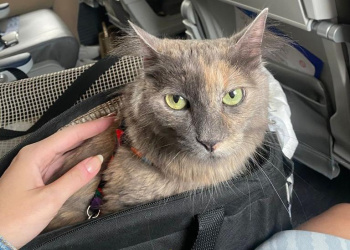 Azul Viajar com Pets