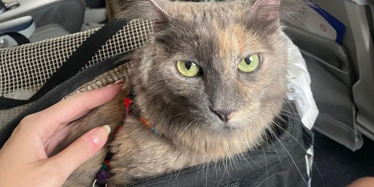 Azul Viajar com Pets