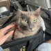 Azul Viajar com Pets