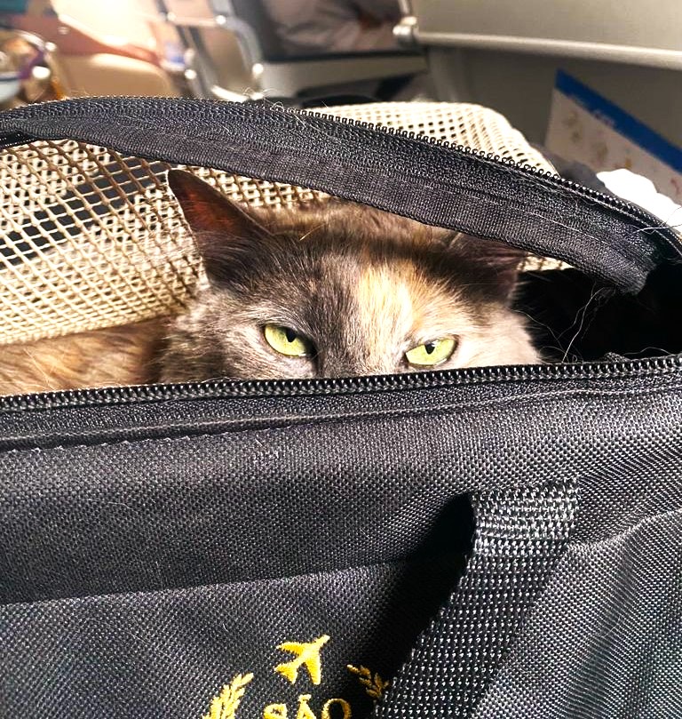 Viajar com pet