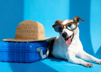 Viajar com pet