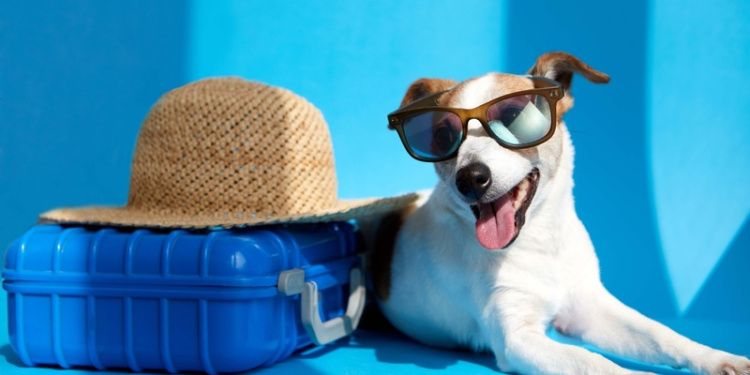 Viajar com pet