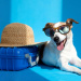 Viajar com pet