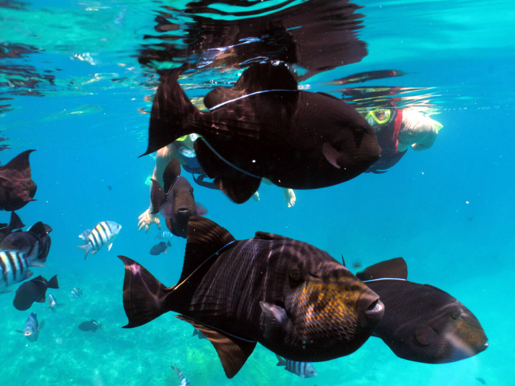 Mergulhos em Fernando de Noronha