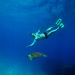 Mergulhos em Fernando de Noronha