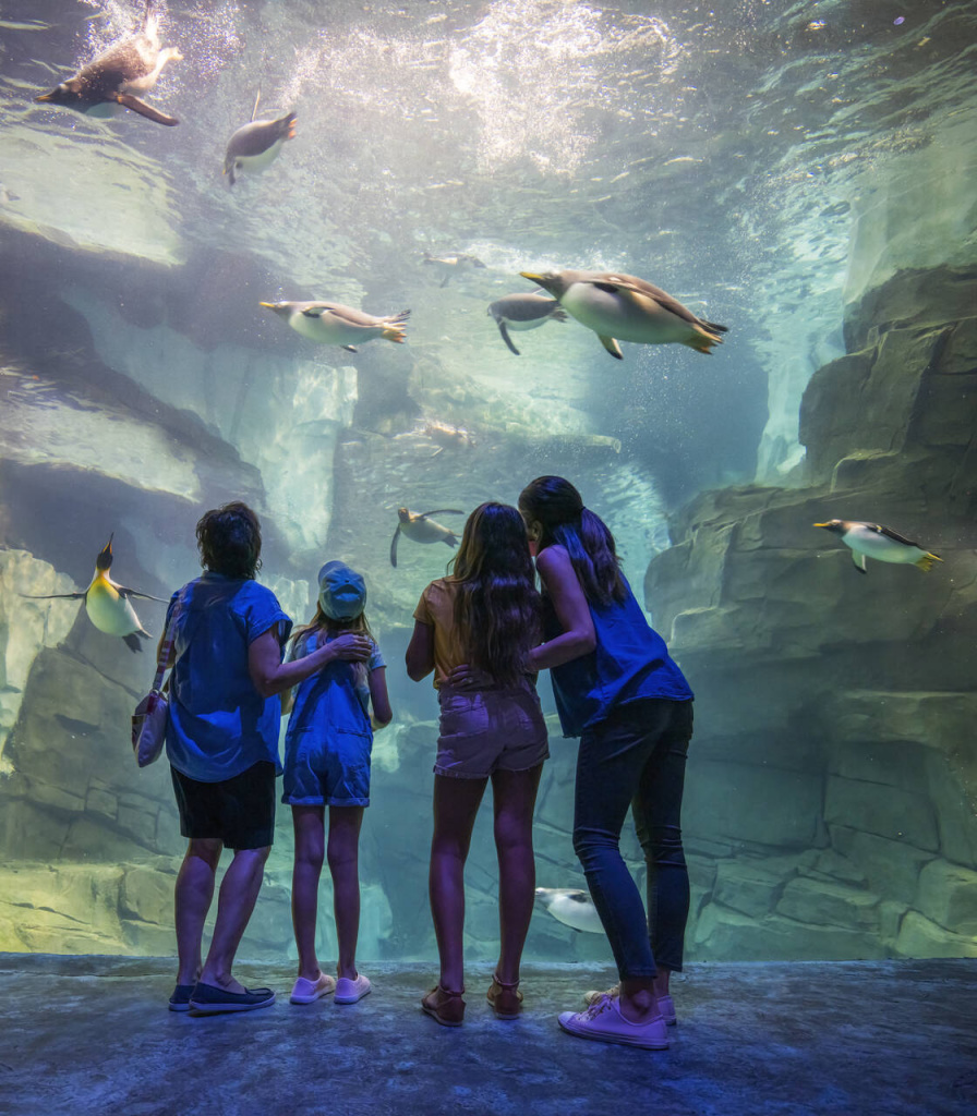 Penguins in Habitat