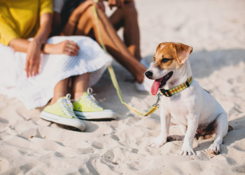 Curta férias no Caribe Mexicano na companhia do seu pet