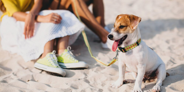 Curta férias no Caribe Mexicano na companhia do seu pet