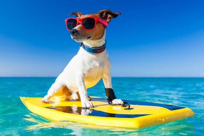 Pets Caribe Mexicano