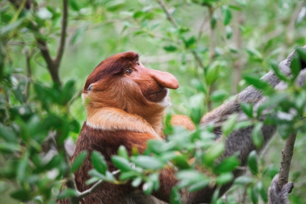 Macaco Proboscis no Parque Nacional de Bako
