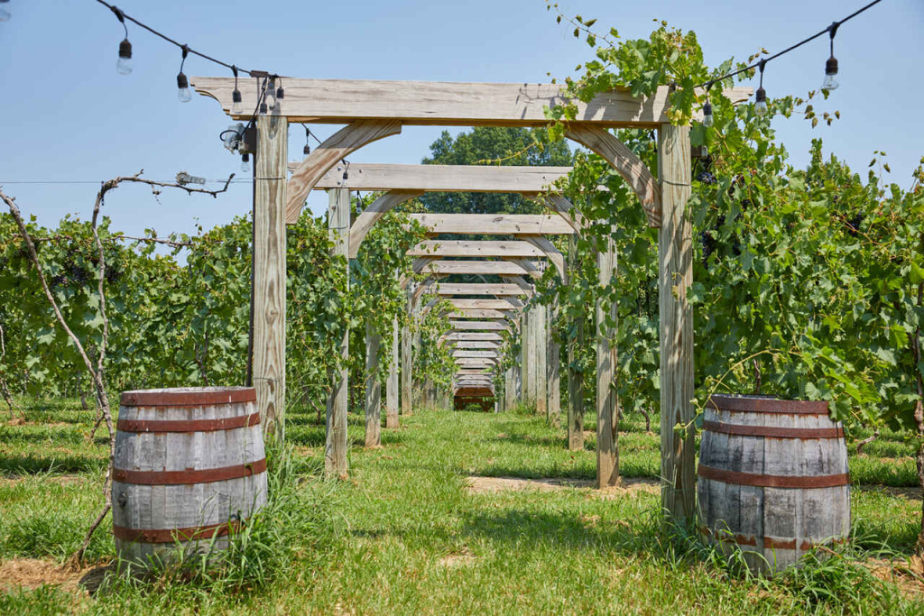Carriage House Vineyard
