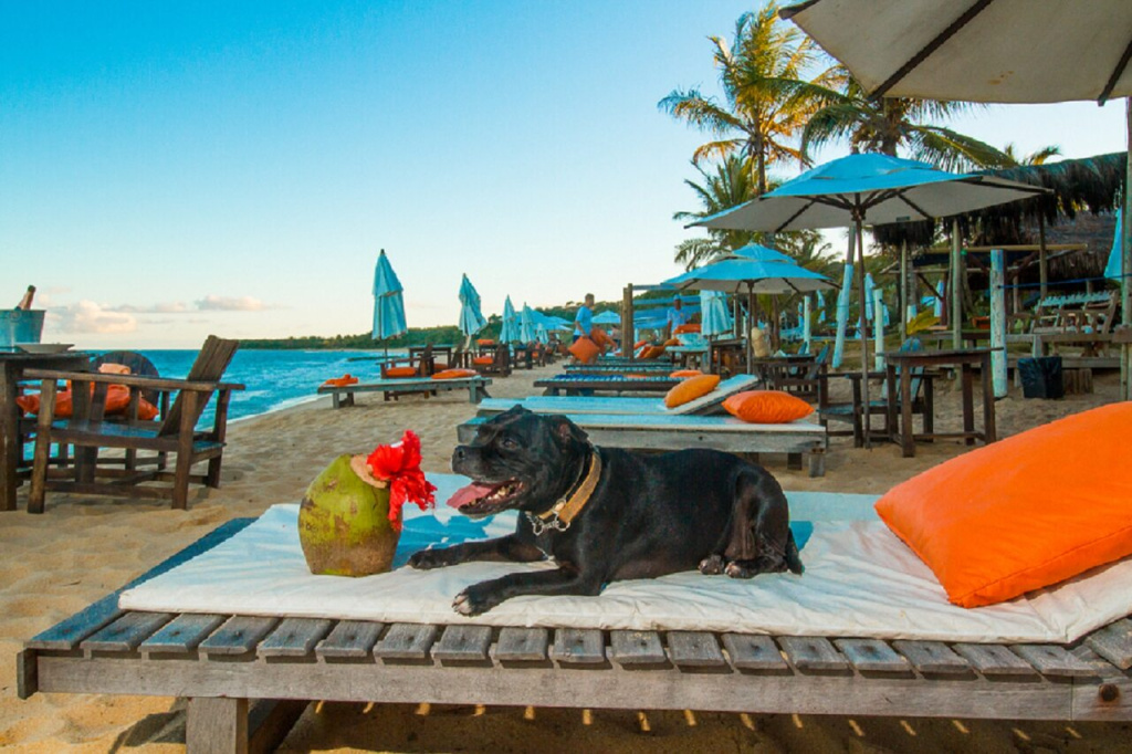 Travel Inn Trancoso pet Friendly