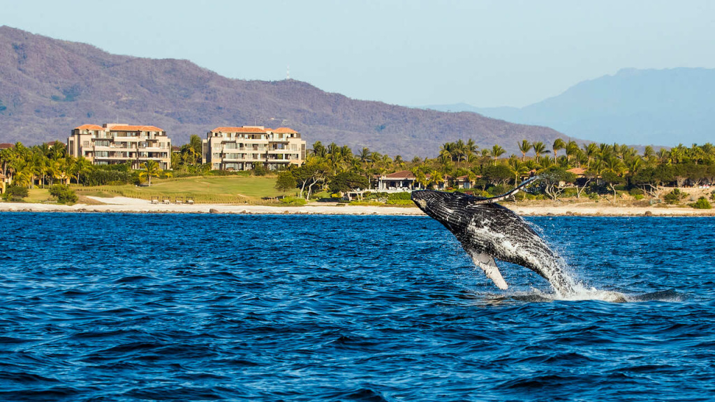 Baleia Bahia de Banderas - Nayarit