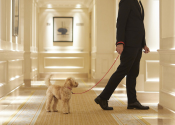 Majestic Hotel pets