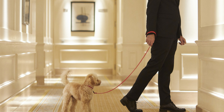 Majestic Hotel pets