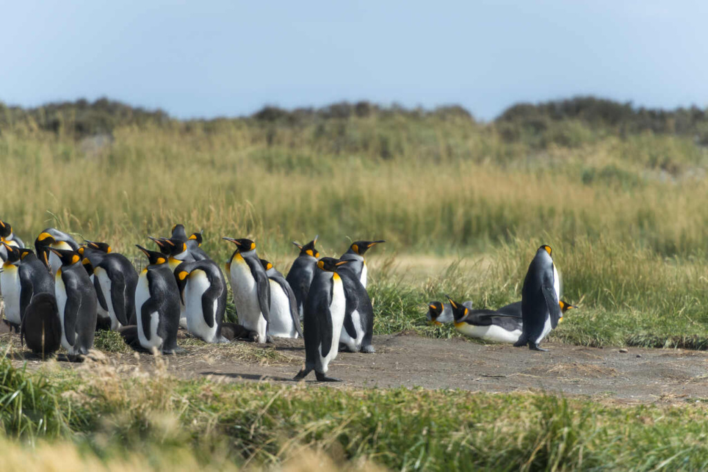 Parque_Pinguino_Rey Patagônia Chilena