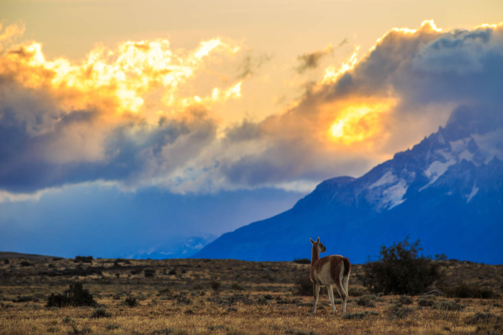 CH Torres del paine fauna
