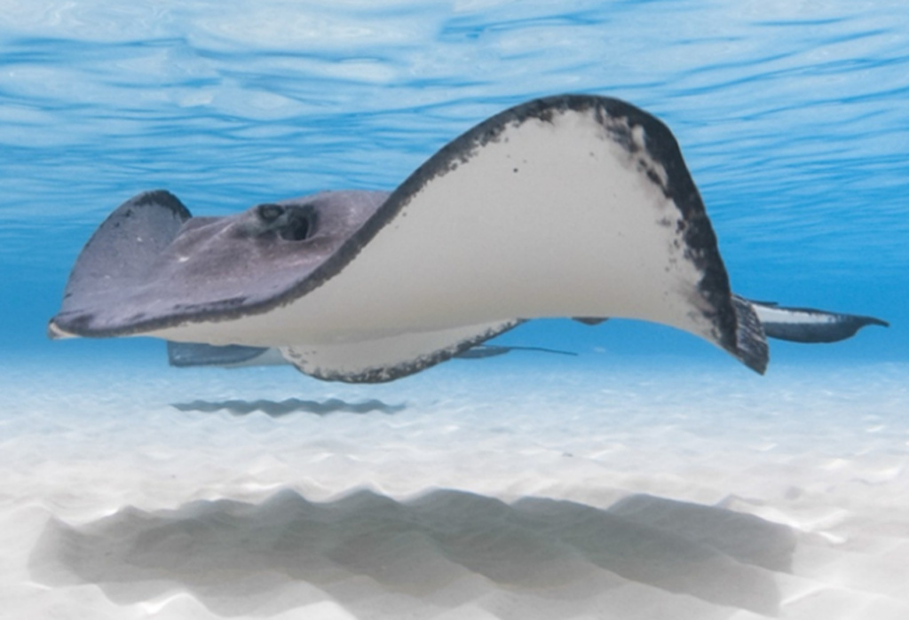 Cayman Stingray City