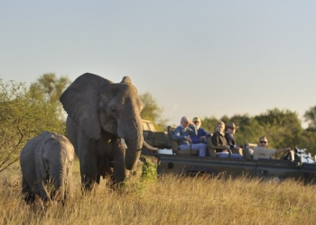 sabi sabi safári