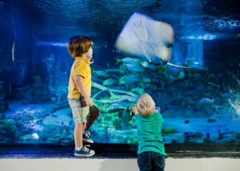 Flórida Central parque SEA LIFE Florida abre no LEGOLAND