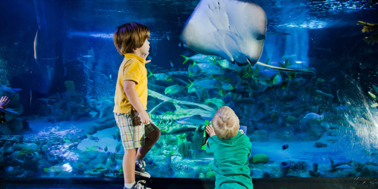 Flórida Central parque SEA LIFE Florida abre no LEGOLAND