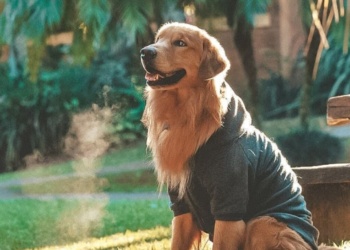 Hotéis pet friendly - Recanto Shangri-lá