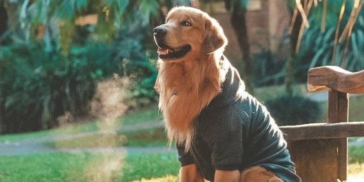 Hotéis pet friendly - Recanto Shangri-lá