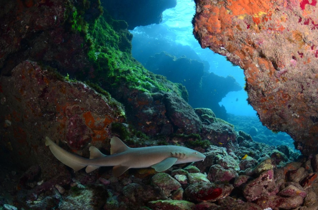mergulho em Fernando de Noronha