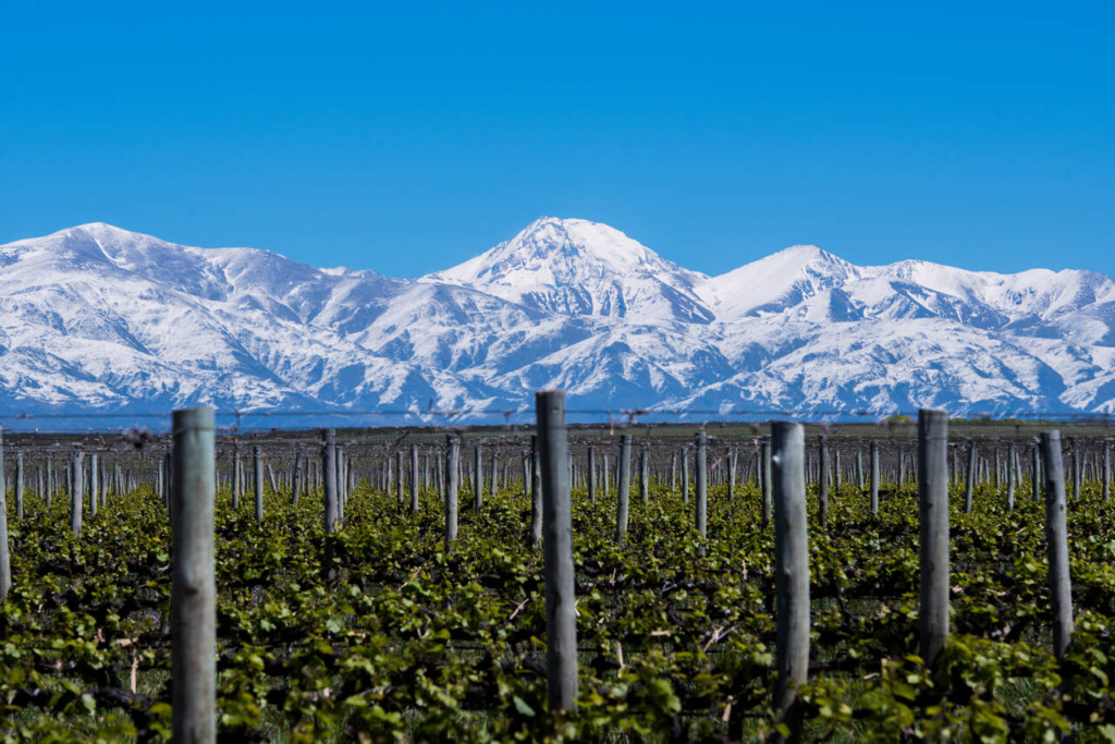 Mendoza - Viñedo