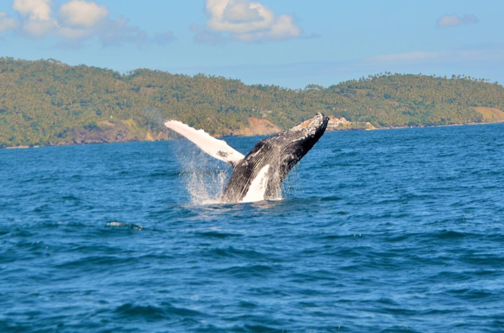 Ballena Jorobada. Samaná