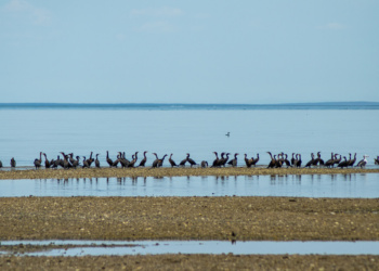 Los Cabos aves