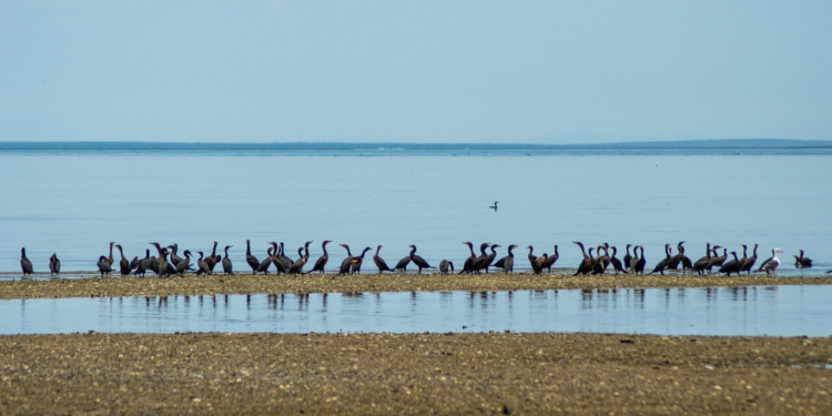 Los Cabos aves