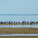 Los Cabos aves