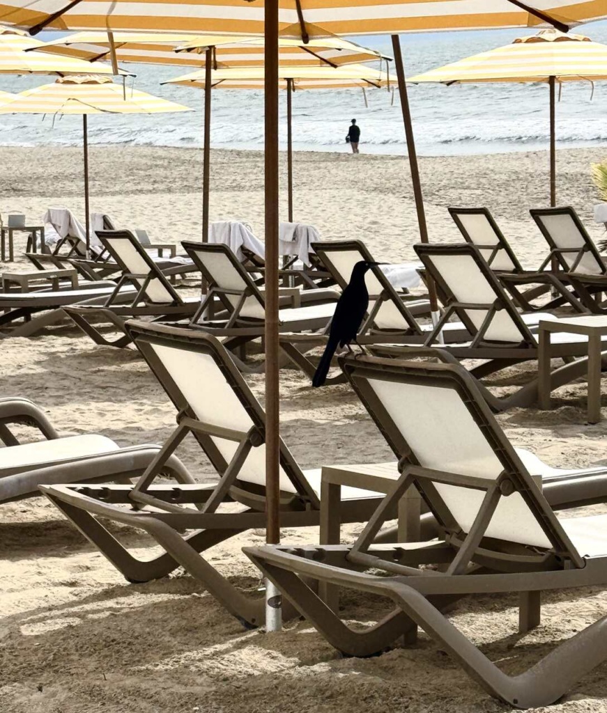 praia UNICORivNayarit