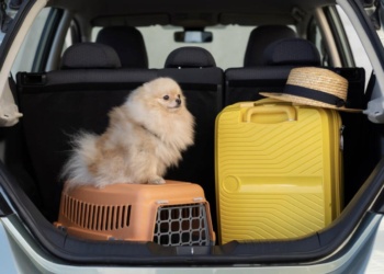viagens com pets