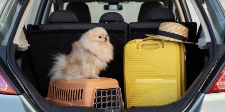 viagens com pets