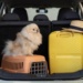 viagens com pets