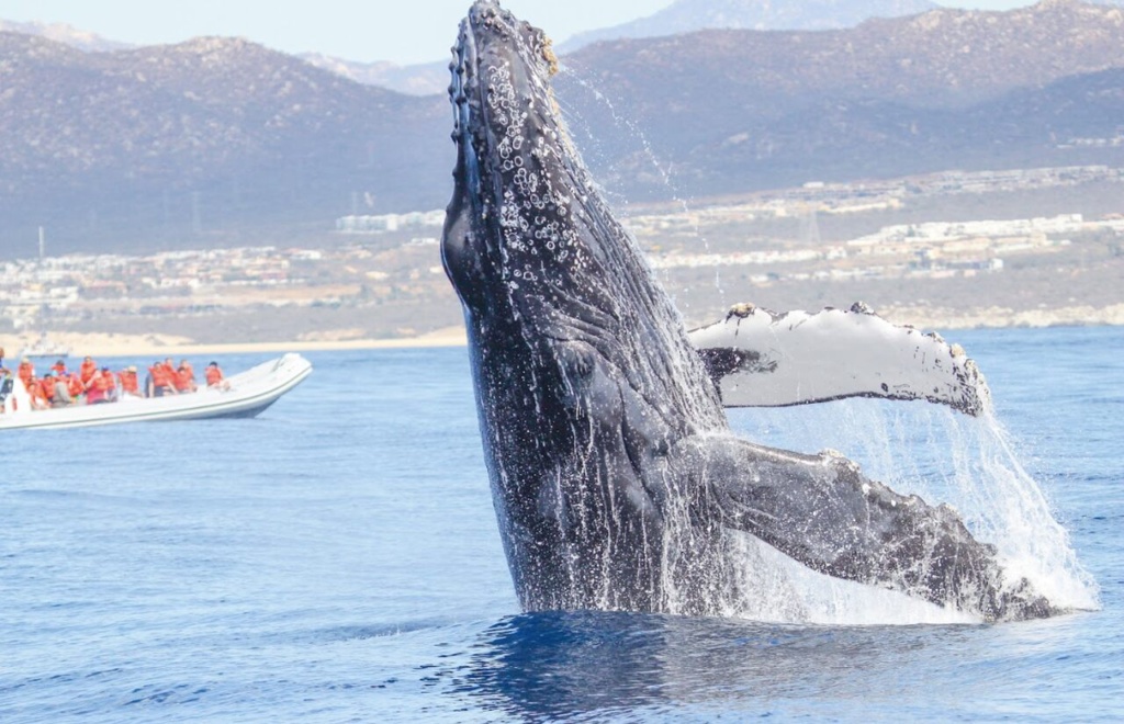 Los Cabos Experiências marinhas