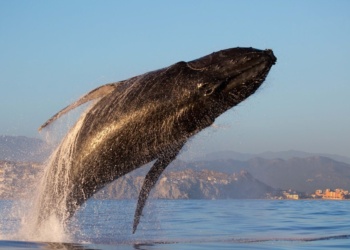 Los Cabos Experiências marinhas