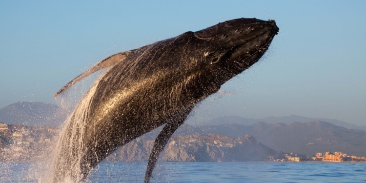 Los Cabos Experiências marinhas