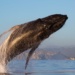 Los Cabos Experiências marinhas