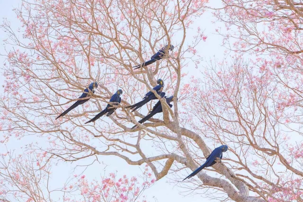 Arara Azul - Pantanal