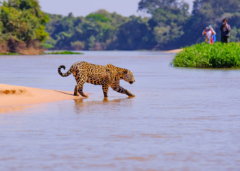 melhor época para visitar o Pantanal