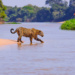 melhor época para visitar o Pantanal