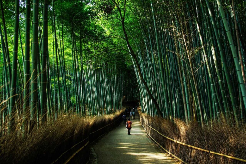 Arashiyama Bamboo Grove - Kyoto