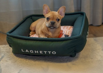 Laghetto Hotéis pet friendly