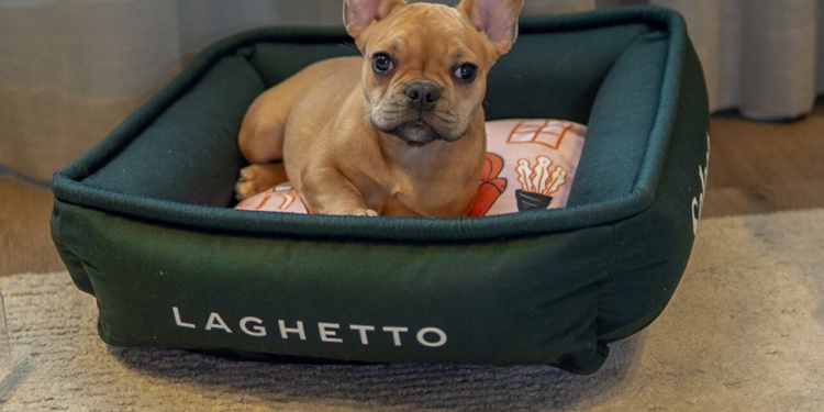 Laghetto Hotéis pet friendly