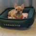 Laghetto Hotéis pet friendly